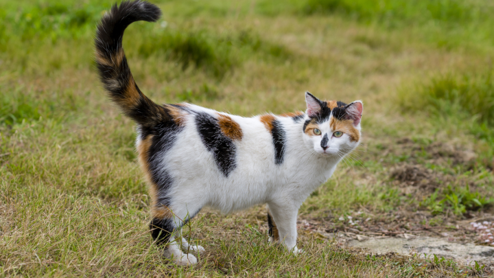 Why Do Cats Tails Puff Up? 7 Reasons That Might Surprise You
