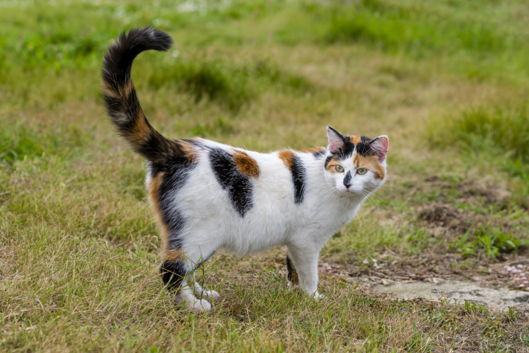 a beautiful cat with raised tail is standing in the field