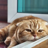 scottish fold cat sleeping in the doorway