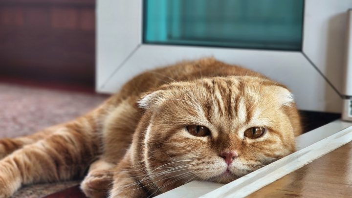 Why Does My Cat Sleep In The Doorway? 10 Potential Reasons