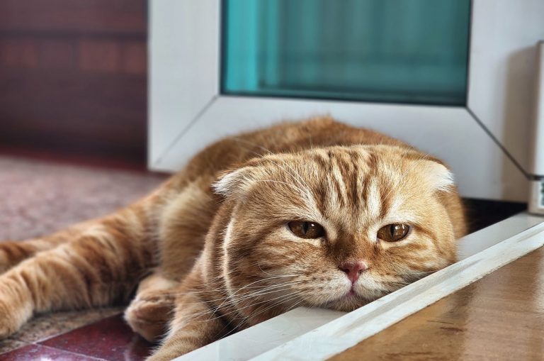 scottish fold cat sleeping in the doorway