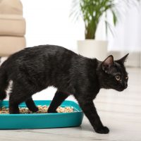 black cat using a litter box