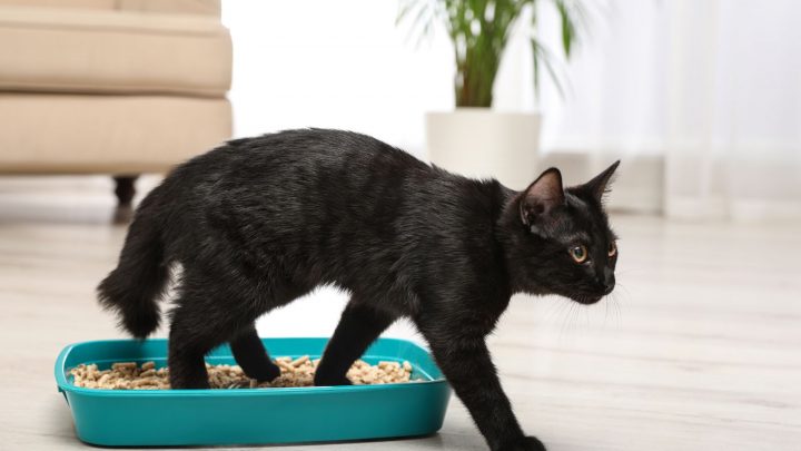 Why Does My Cat’s Poop Smell So Bad? Causes And Solutions