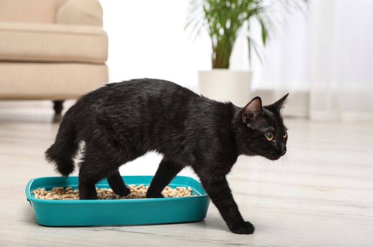 black cat using a litter box