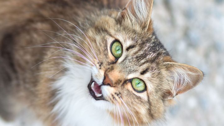 Why Is My Cat Chuffing? 5 Possible Reasons Explained
