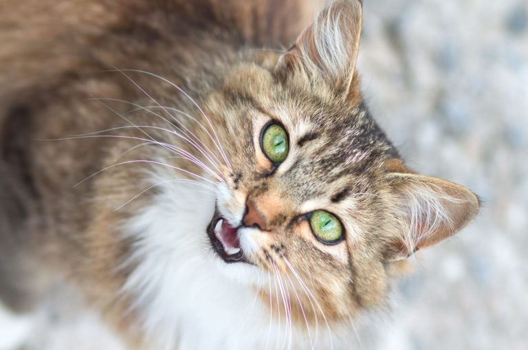 cat with green eyes meows