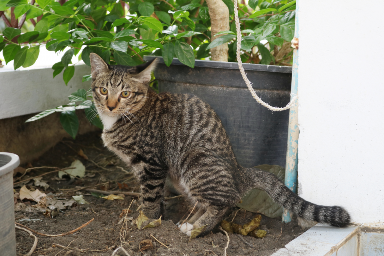 the cat poops