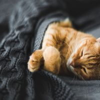 ginger cat sleeping under the blanket