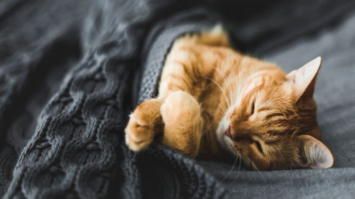Why Is My Cat Sleeping Under Blanket? Possible Reasons