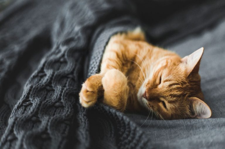 ginger cat sleeping under the blanket