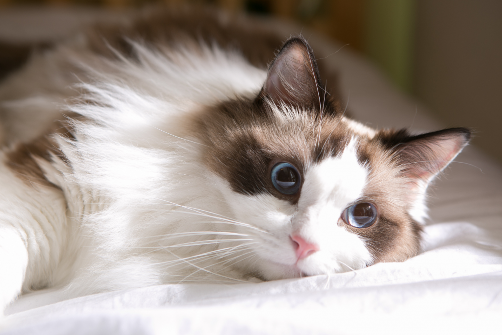 Persian Ragdoll Mix Cat 12 Traits Of This Unique Cat Breed