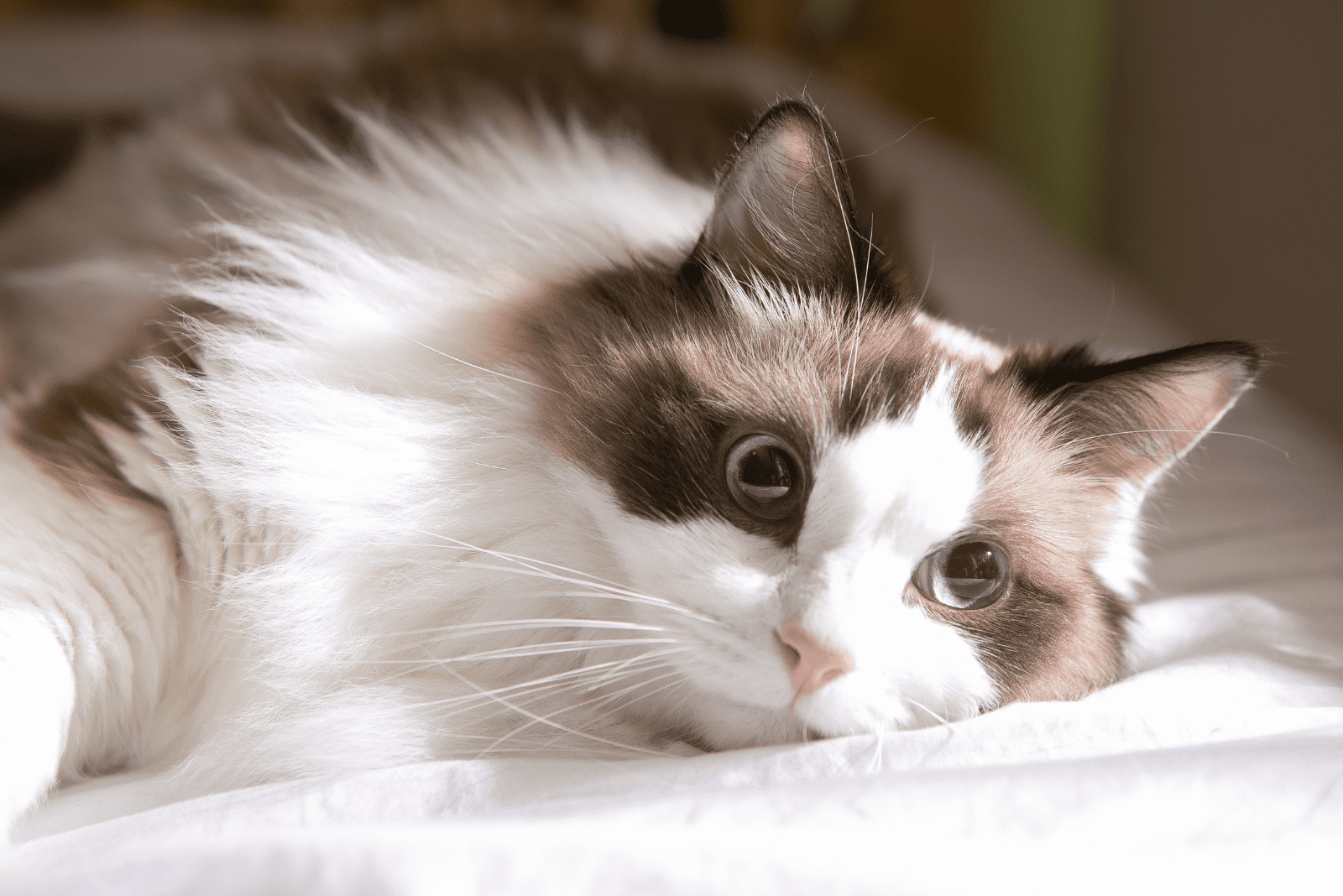 a beautiful Persian Ragdoll Mix is lying on the bed