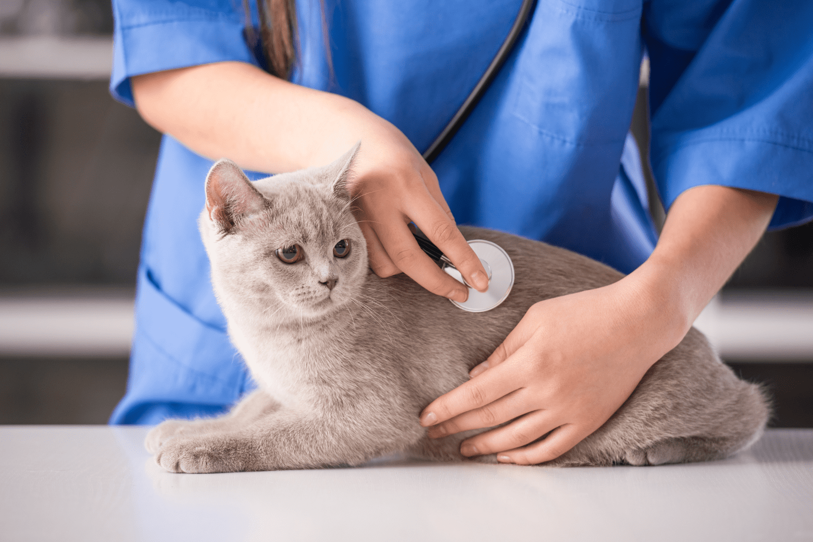 a beautiful cat at the veterinarian's examination