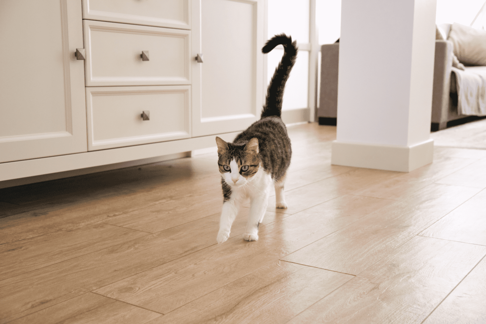 a beautiful cat with its tail up walks around the house