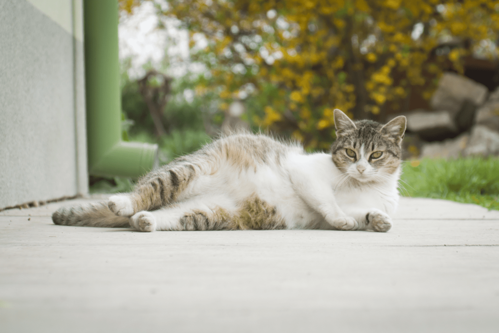 a beautiful domestic cat is lying on the pavement 