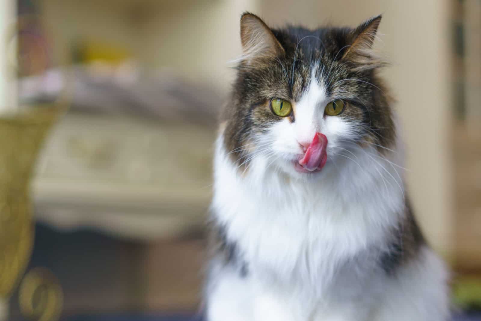 a beautiful long-haired cat licks its lips