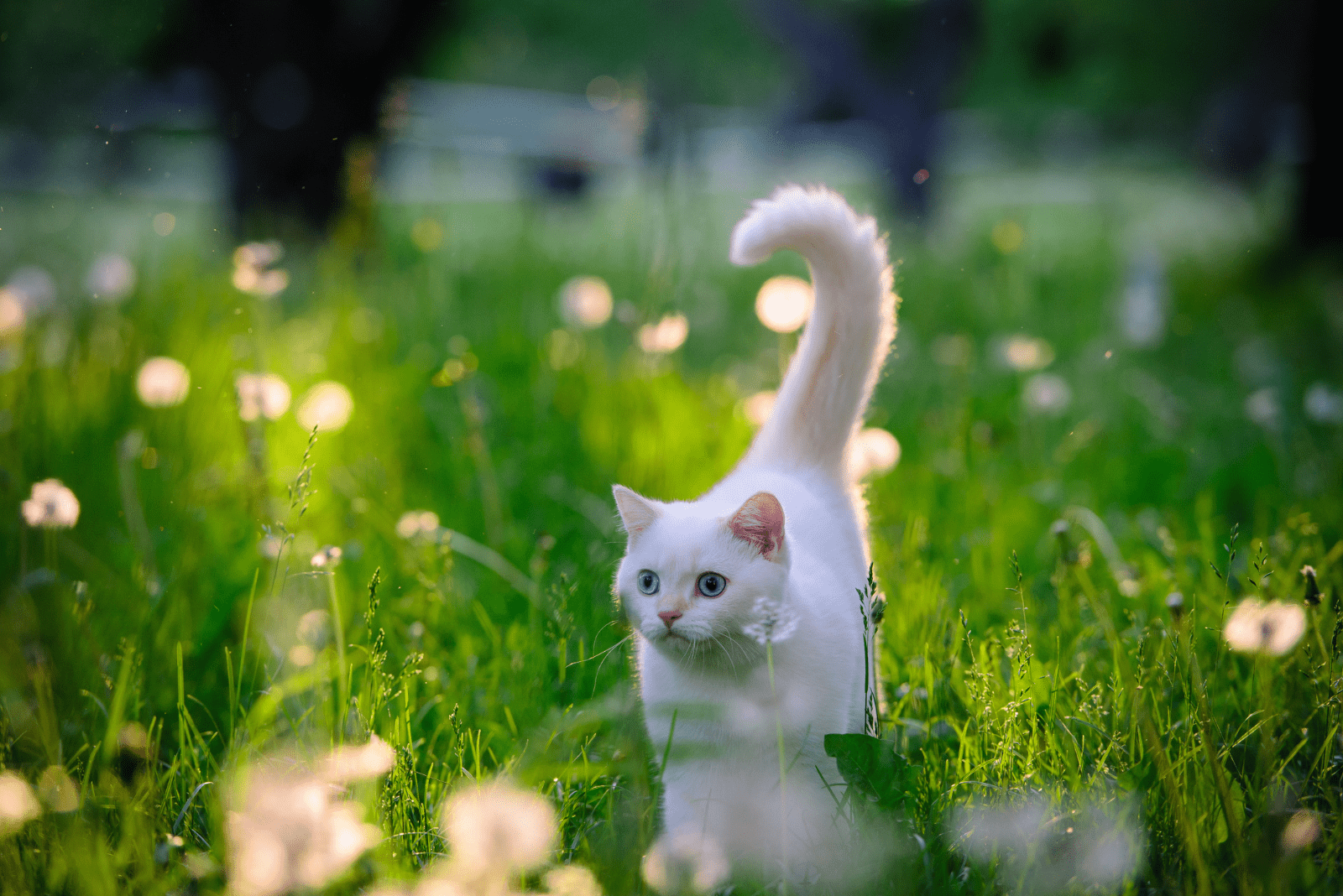 a beautiful white cat with its tail up is walking in the meadow