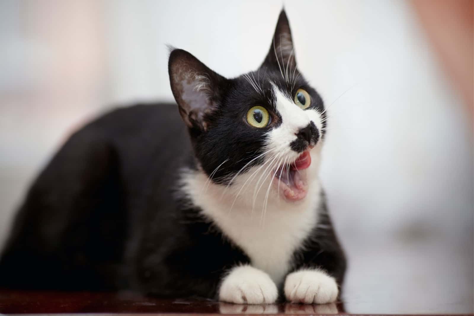 a black and white cat licks its lips