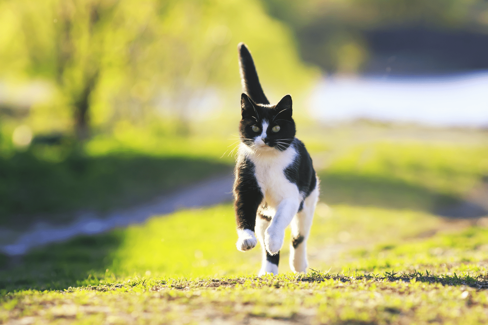 a black and white cat runs across the field