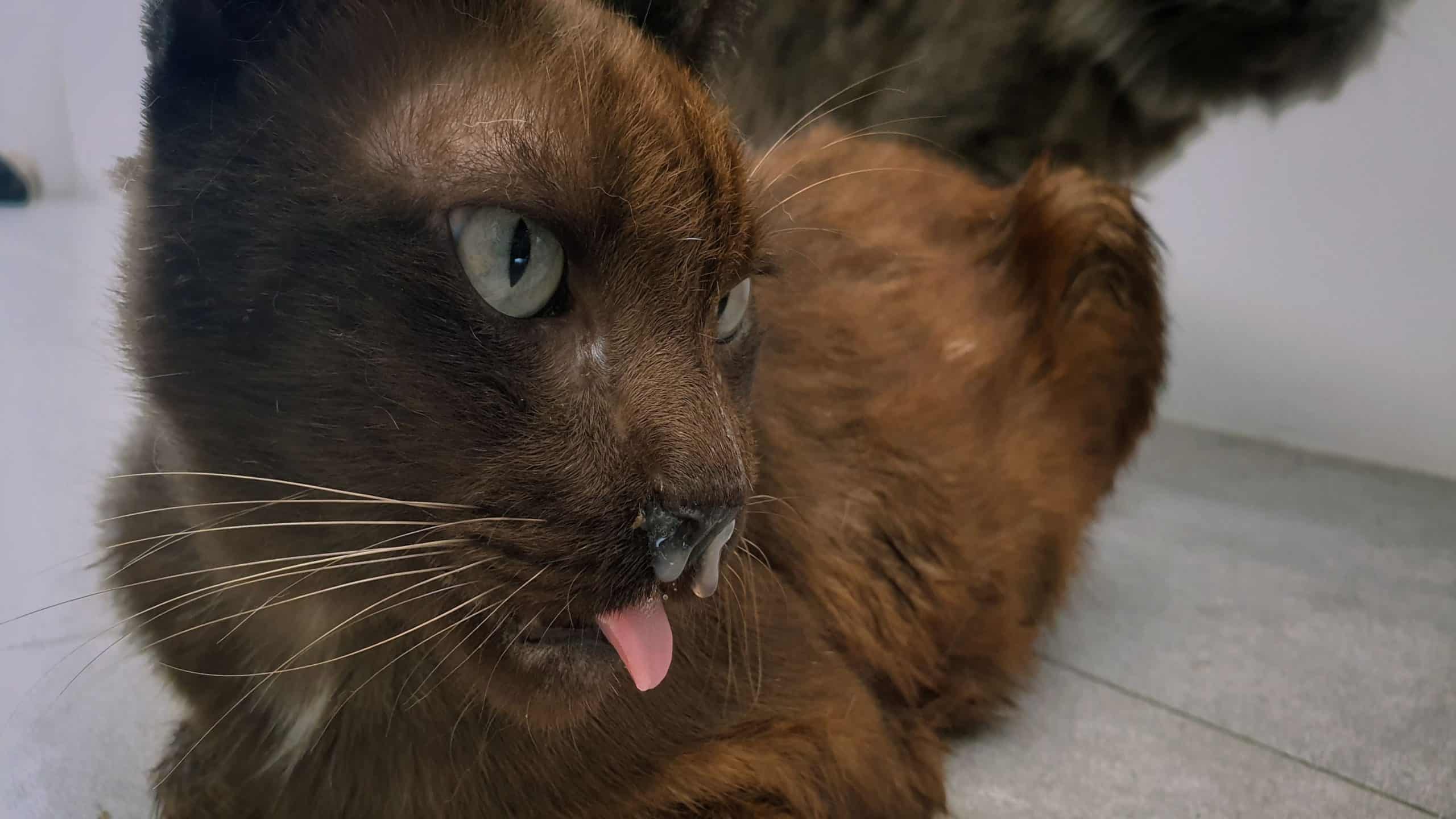 a black sick cat licks its lips