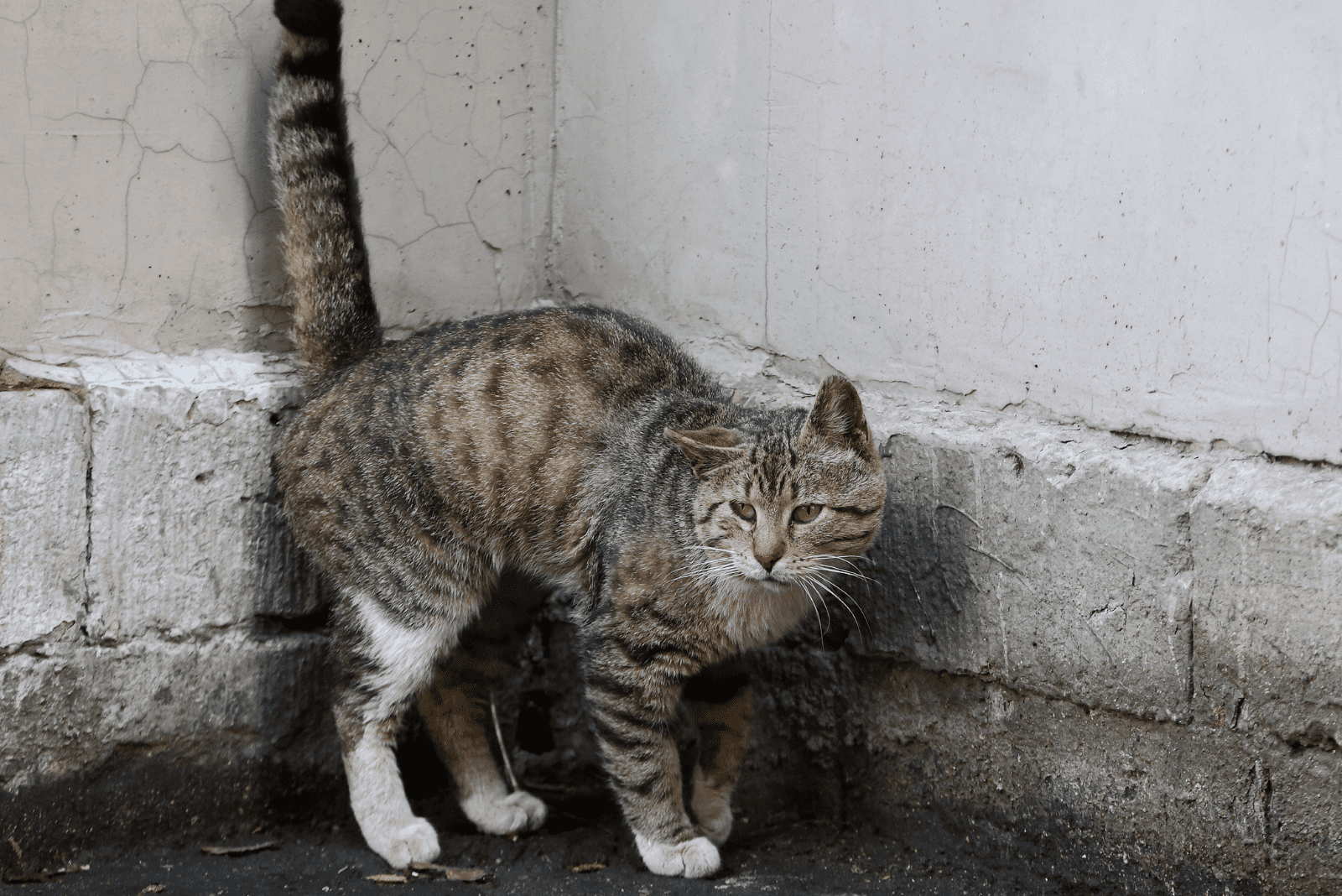 a cat with a puffy tail is standing against the wall