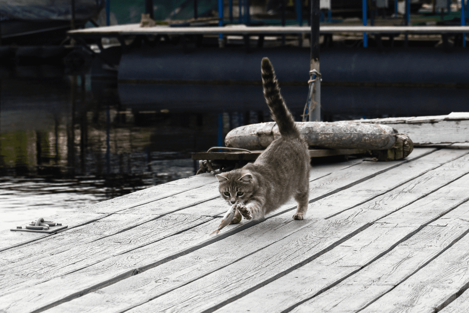 a cat with its tail up is playing with a fish