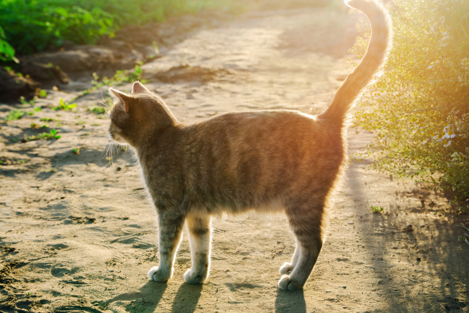 Why Do Cats Tails Puff Up? 7 Reasons That Might Surprise You