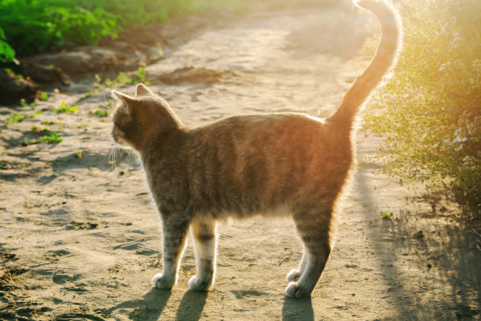 a cat with its tail up is standing on the sand