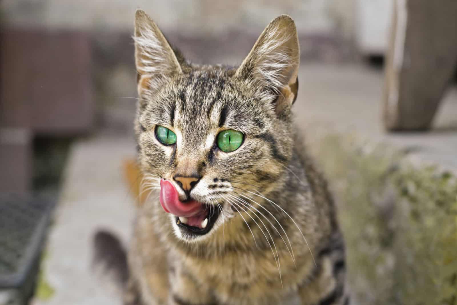 a gray cat licks its lips after eating