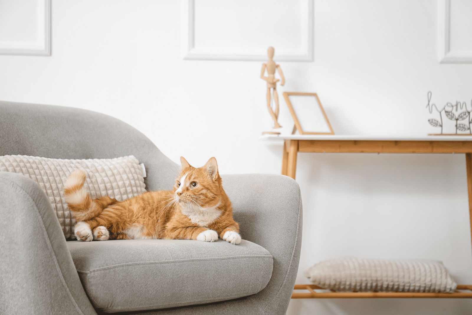 a pet cat is lying on an armchair