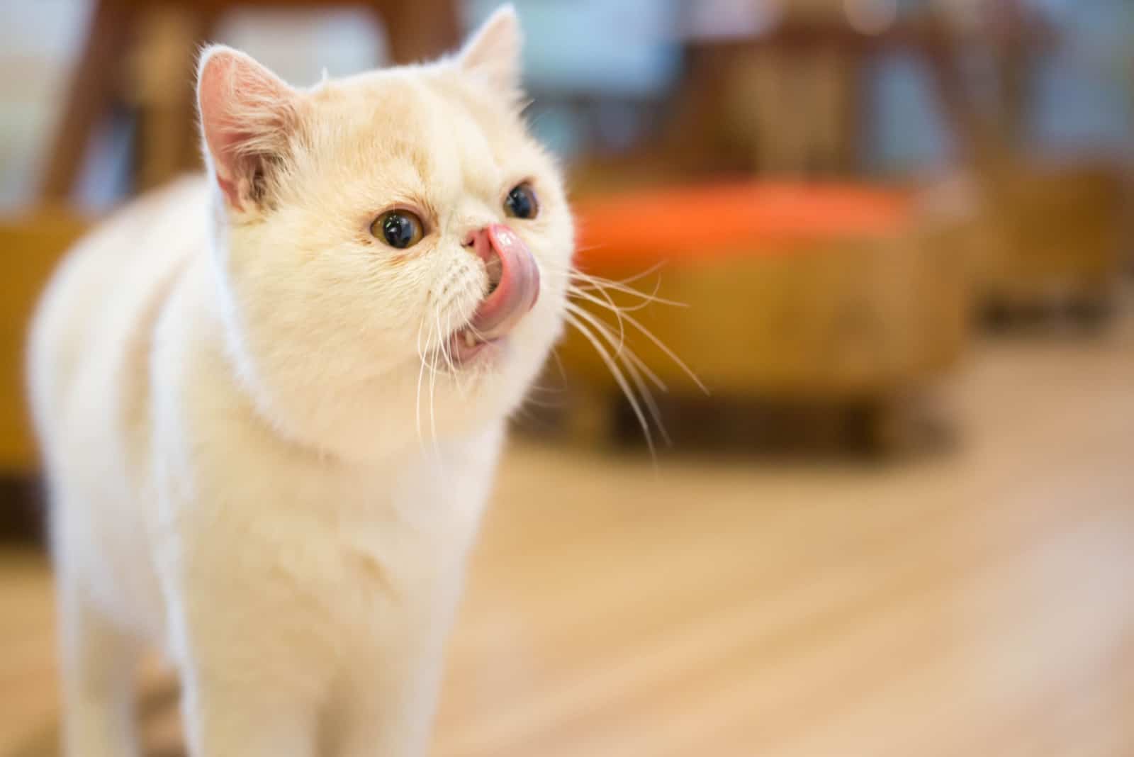 a white cat licks its lips