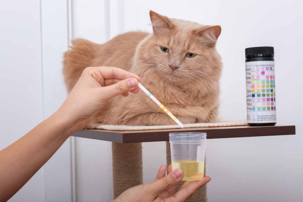 Foamy Cat Urine Causes, Treatment & Prevention