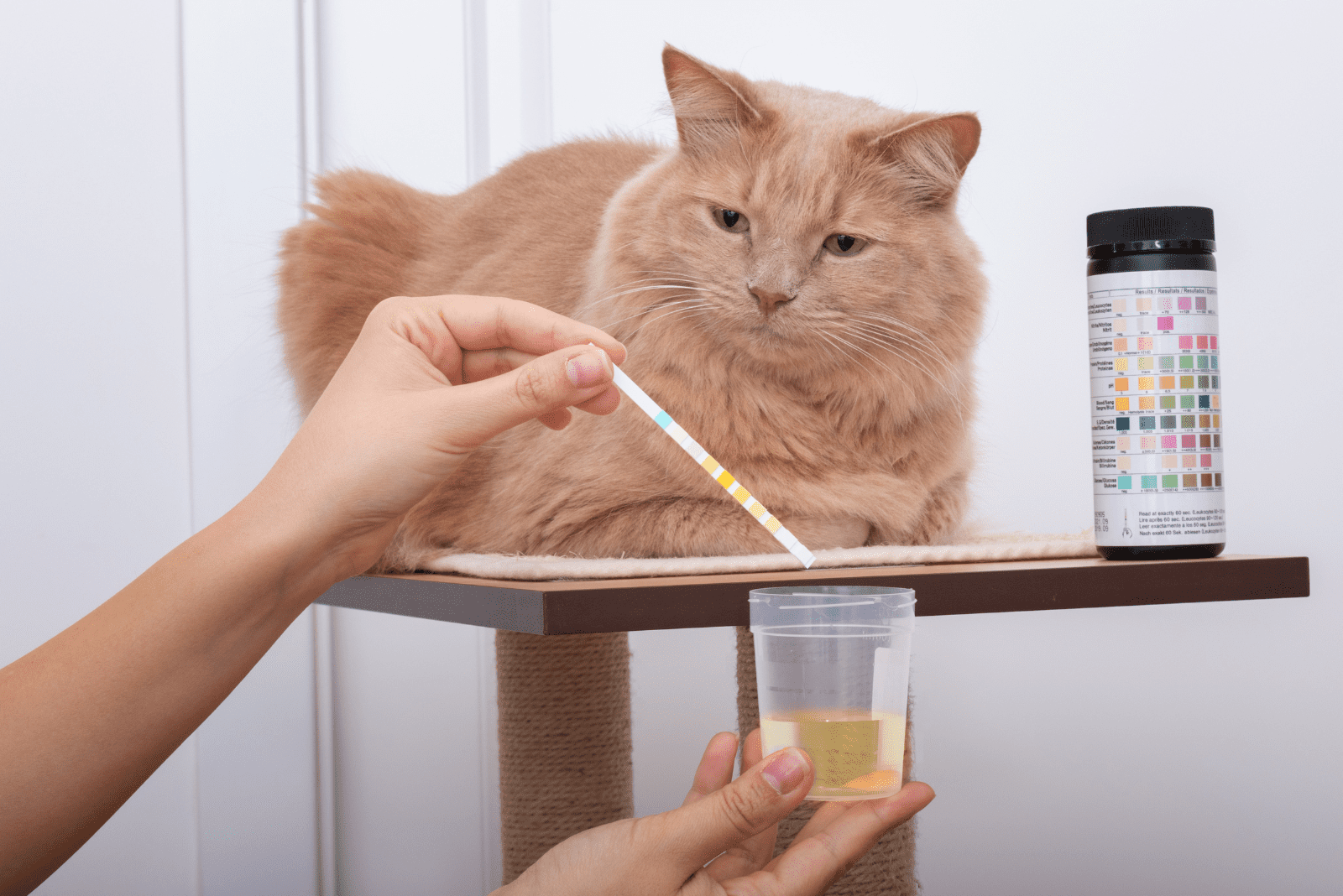 a woman takes urine from a cat for analysis