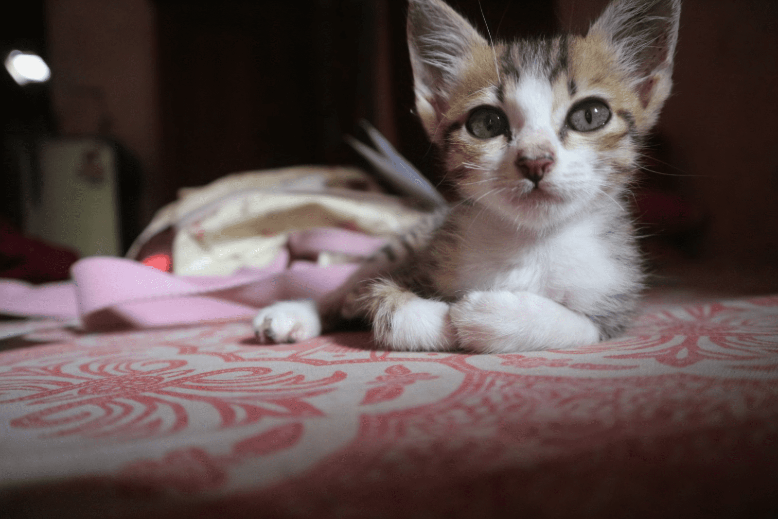 adorable kitten sitting on the floor