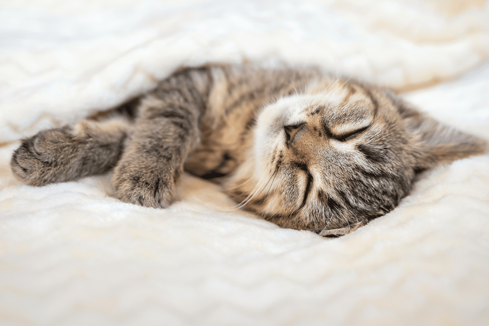 adorable kitten sleeping in bed