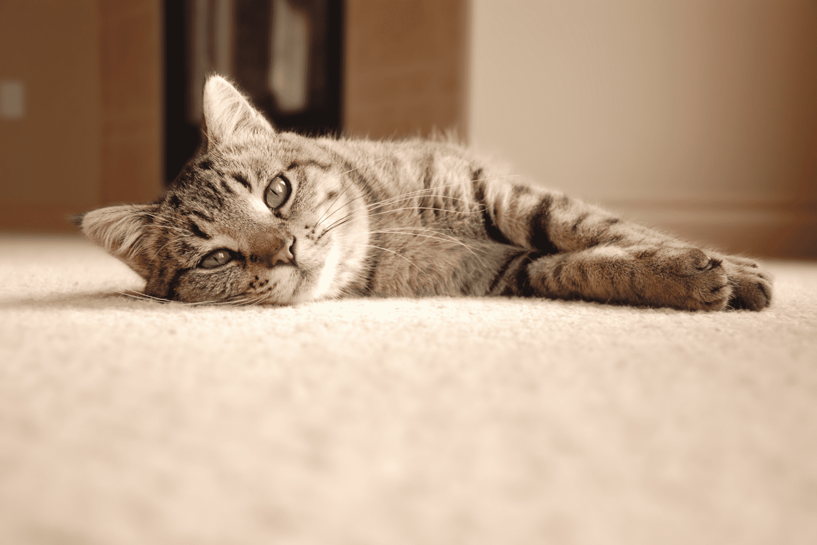 an adorable cat is lying on the floor