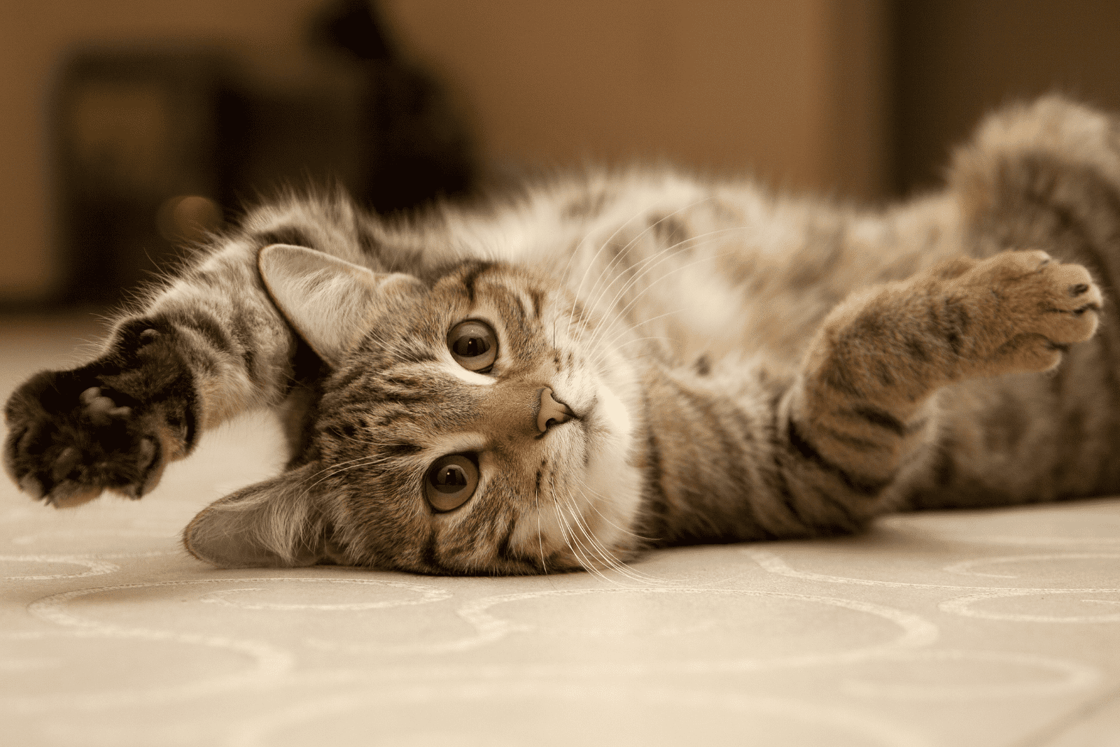 an adorable cat is lying on the floor