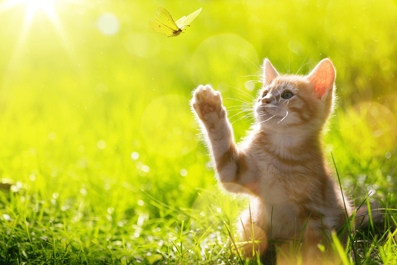 an adorable kitten is playing with a butterfly