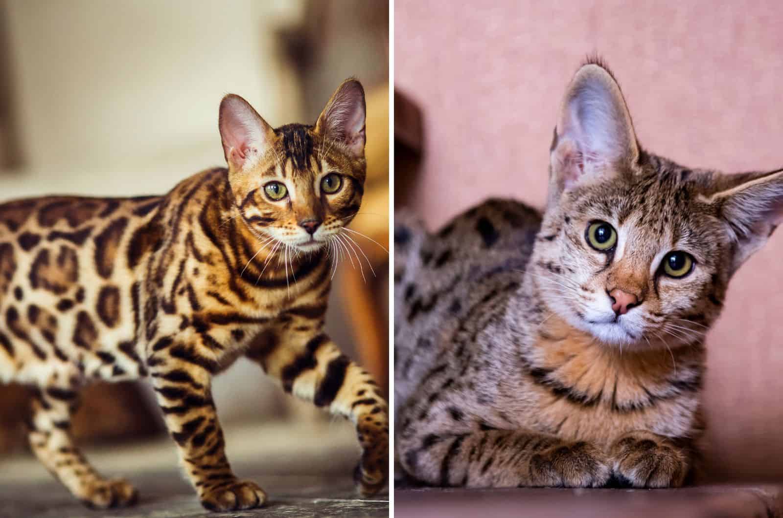 bengal and savannah cat