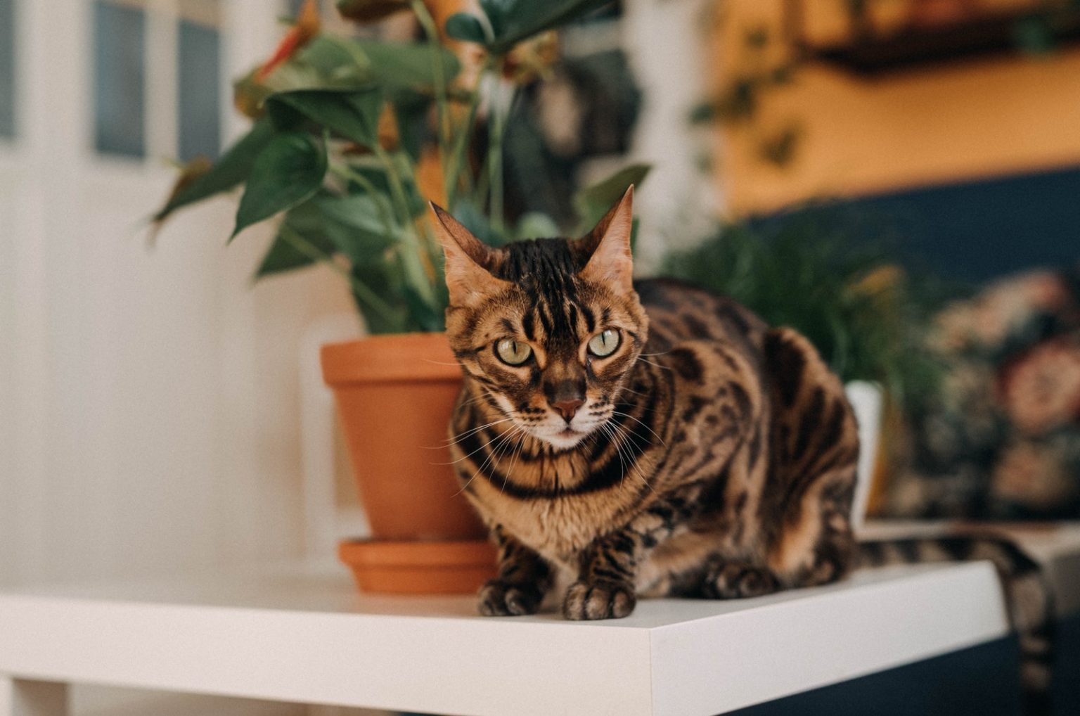 Bengal VS Savannah Cat The Rivalry Of The Cat Breeds