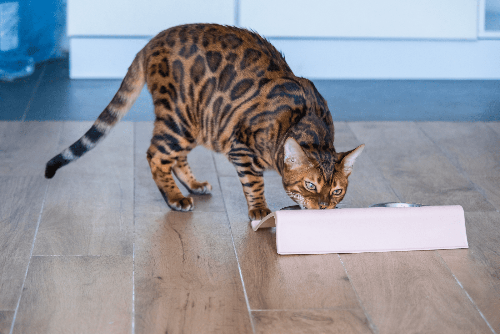 bengal cat eats from a bowl