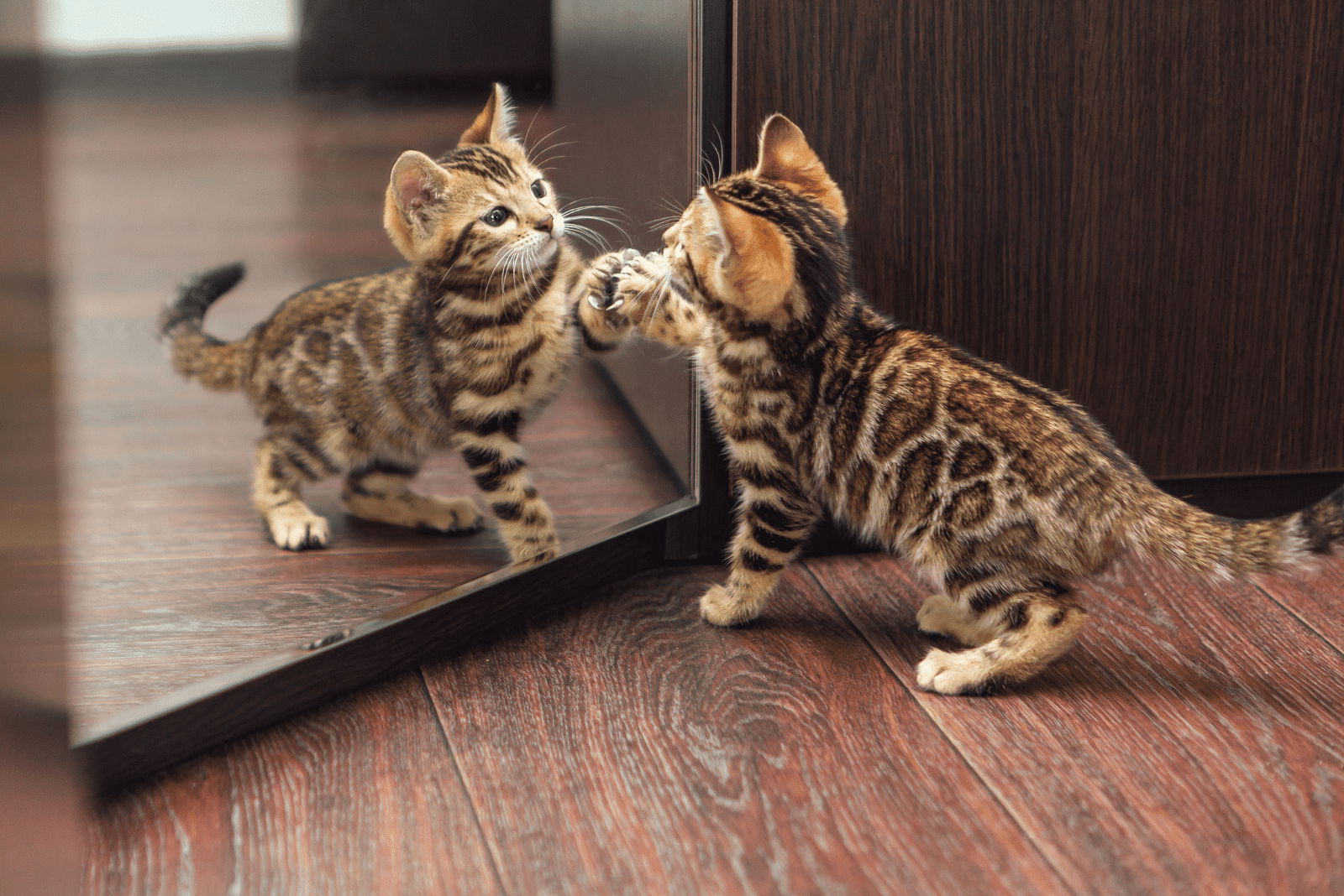bengal cat is playing next to the mirror