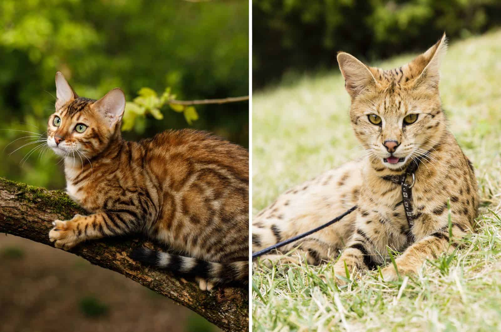 bengal vs savannah cat differences