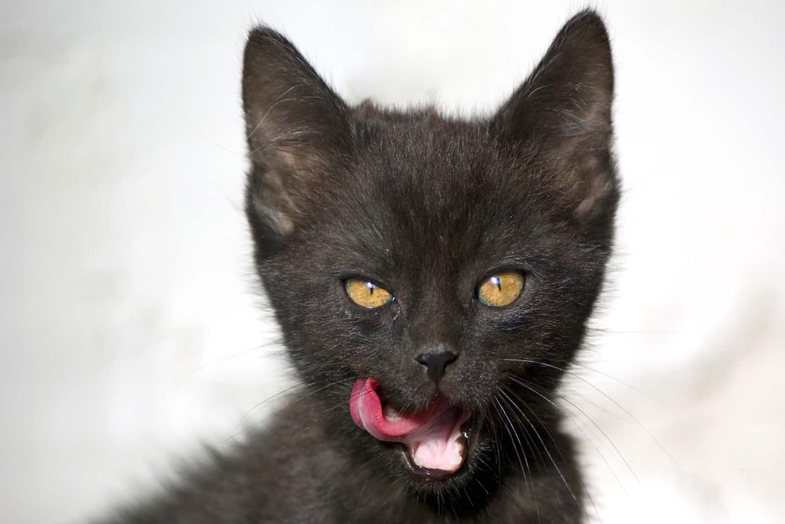 black cute kitten licking lips
