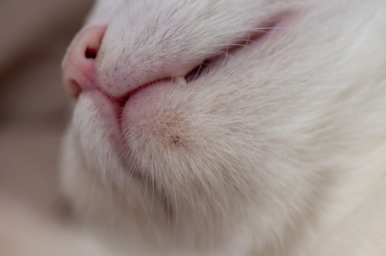 Black Specks Acne Or Flea Poop On Cat Chin? Explained Below