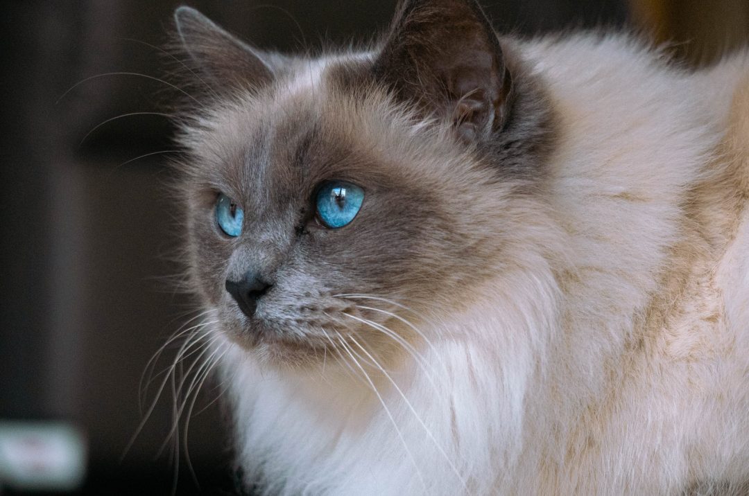 7 Best Ragdoll Breeders In Massachusetts Check Them Out!
