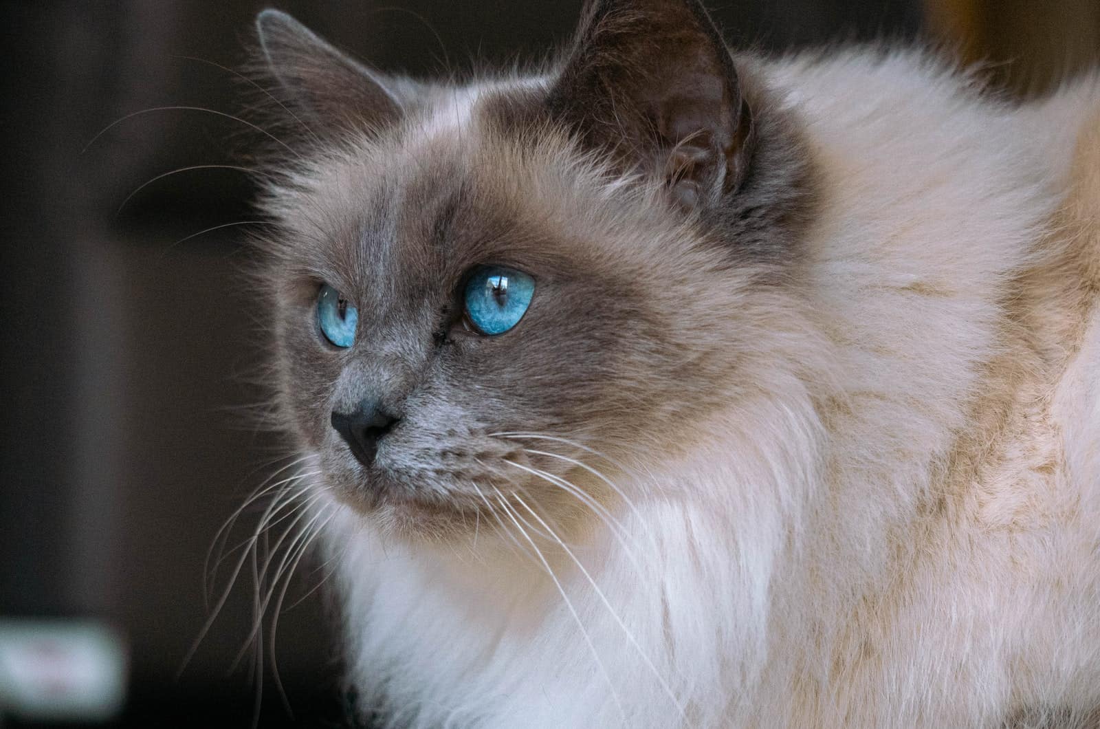 blue-eyed ragdoll cat