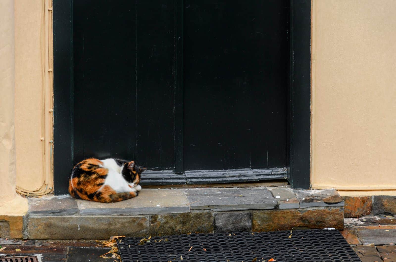 calico cat sleeping in the doorway