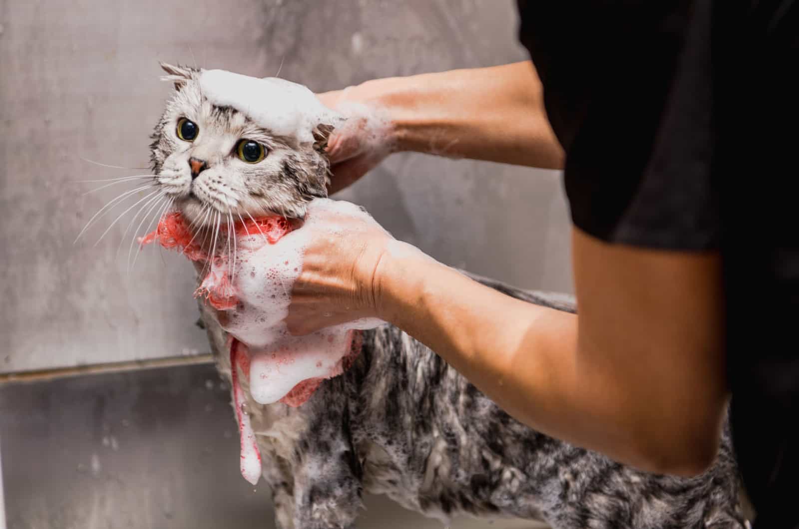 cat at a grooming saloon