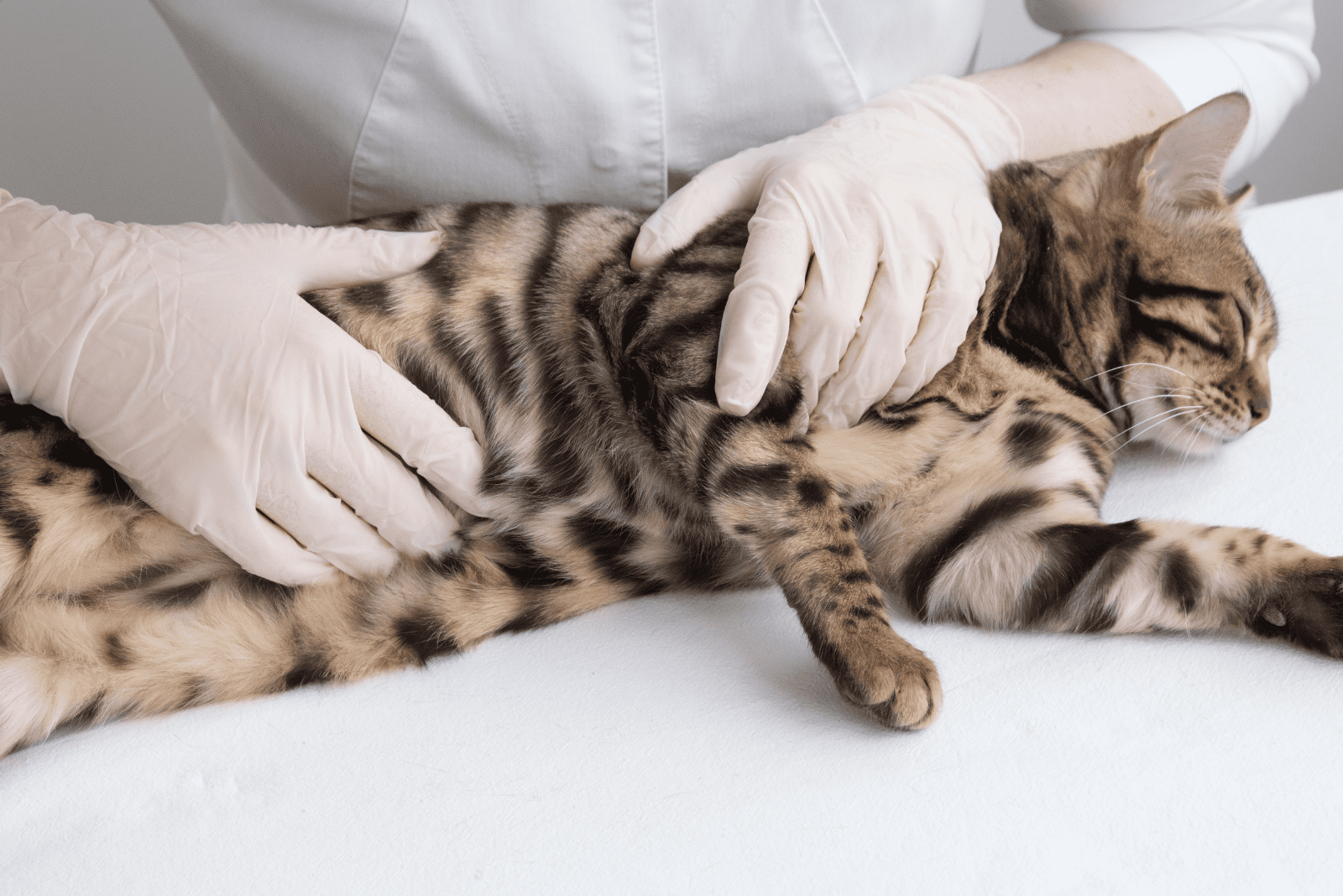 cat at the vet for an examination